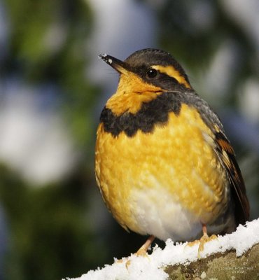 1-14 v thrush 9310.jpg