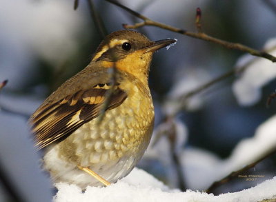 1-14 v thrush 9312.jpg