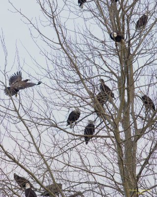 1-20 eagle tree 9414.jpg