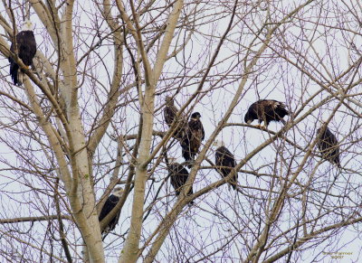 1-20 eagle tree 9422.jpg