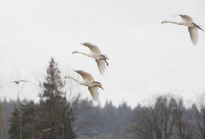 1-20 swans 9474.jpg