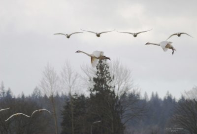 1-20 swans 9500.jpg