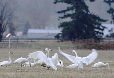 1-20 swans 9526.jpg