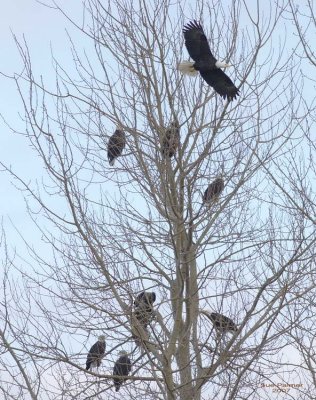 1-20 eagle tree 9399.jpg
