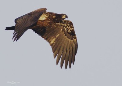 1-24 eagle 9577.jpg