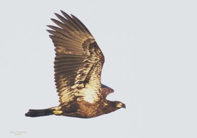 1-24 eagle 9579.jpg