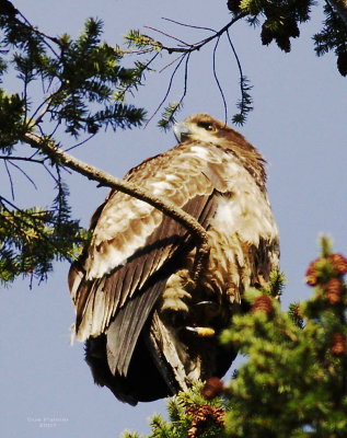 1-24 eagle 9834.jpg