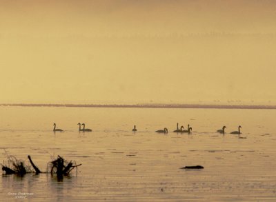 1-24 swans 9580.jpg