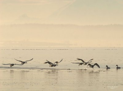 1-24 swans 9597.jpg