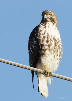 1-24 redtail 9947.jpg