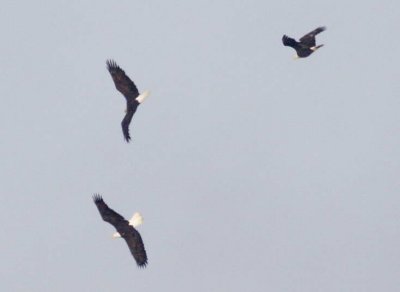1-24 eagles 9848.jpg