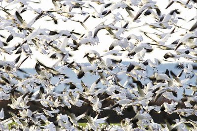1-24 geese 9633.jpg