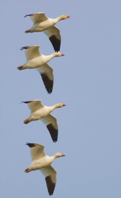 1-24 goose stack 9684.jpg