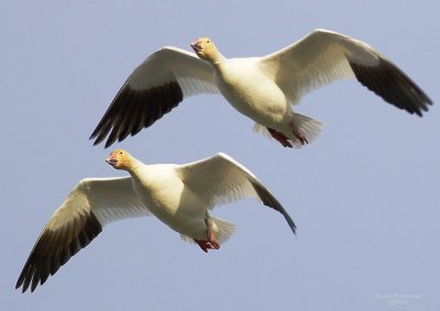 1-24 geese 9720.jpg