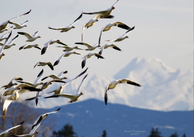 1-24 geese baker 9784.jpg