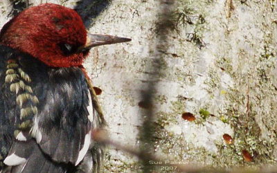 1-14 rb sapsucker 9254.jpg