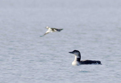 1-24 loon 9813.jpg