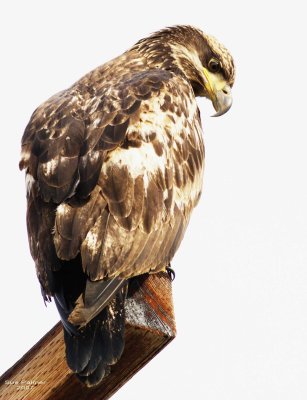 1-29 eagle 0205.jpg