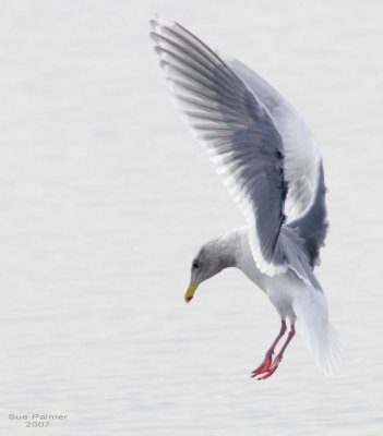 1-29 gull 0180.jpg