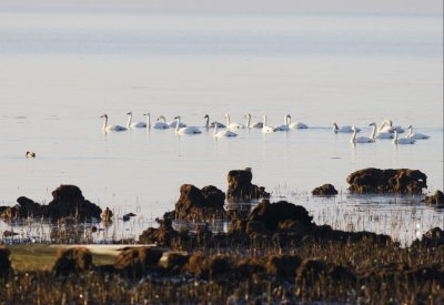 1-30 swans 0282.jpg