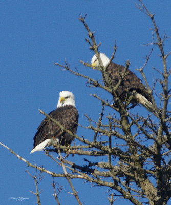 1-30 eagles 0431.jpg