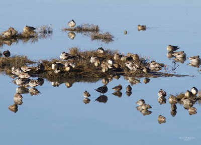 1-30 napping ducks 0438.jpg
