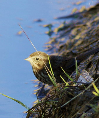 1-30 s sparrow 0429.jpg