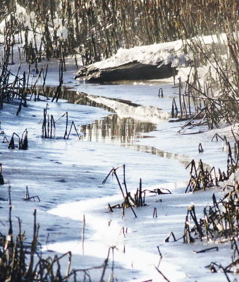 1-30  tidal channel 0383.jpg