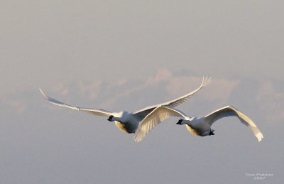 1-30 swans 0313.jpg