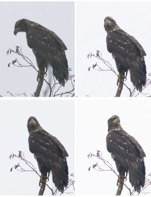 2-5 eagle at the Y.jpg