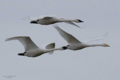 2-13 whooper swan web 1475.jpg