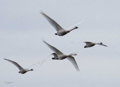 2-13 whooper swan web 1473.jpg