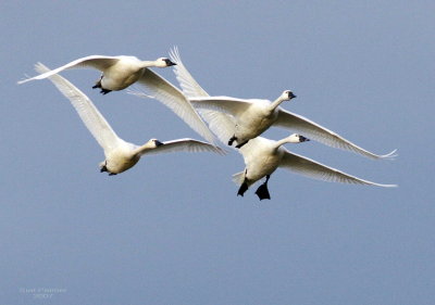 2-13 swans 1613.jpg