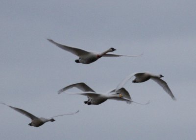 2-13 whooper 1472.jpg