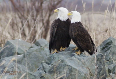 2-16 eagle pair 2287.jpg