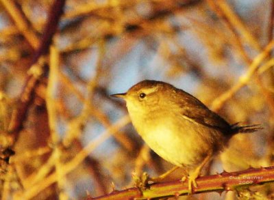 3-6 marsh wren 3420.jpg