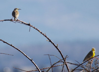 3-6 meadowlarks 3538.jpg