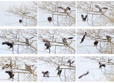 3-9 eagle interaction.jpg