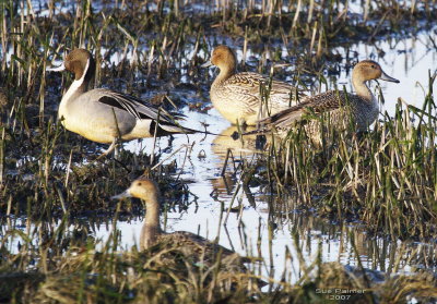 3-13 pintails 4065.jpg