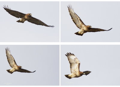 3-13 redtail.jpg