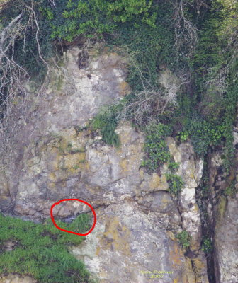 4-3 falcon nest  marked 5324.jpg