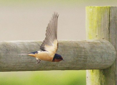 5-7 barn swallow 6222.jpg