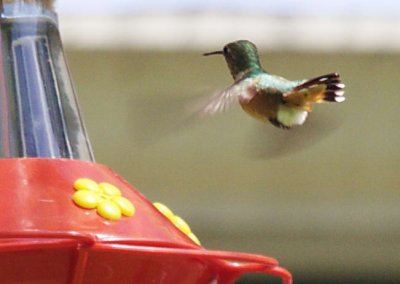 5-15 hummer 6665.jpg