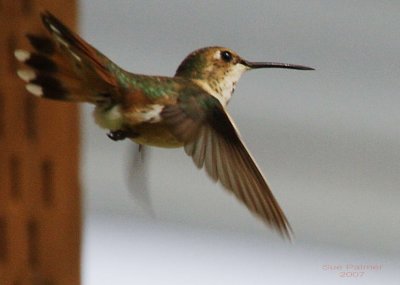 5-15 hummer 6703.jpg