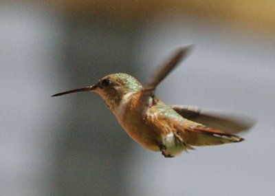 5-15 hummer 6705.jpg