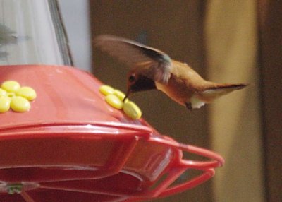 5-15 hummer 6723.jpg