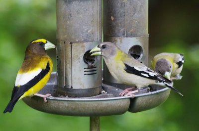 5-15 evening grosbeaks  6766.jpg
