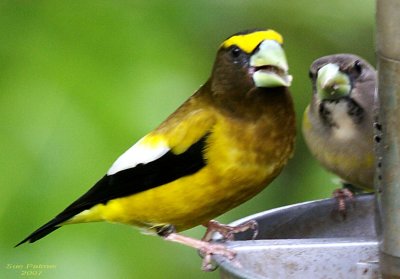5-15 evening grosbeaks 6768.jpg