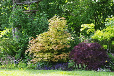 5-15 garden 6683.jpg