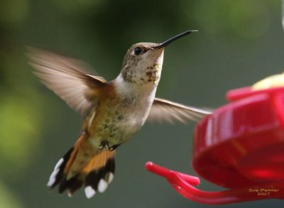 5-17 hummer 6931.jpg